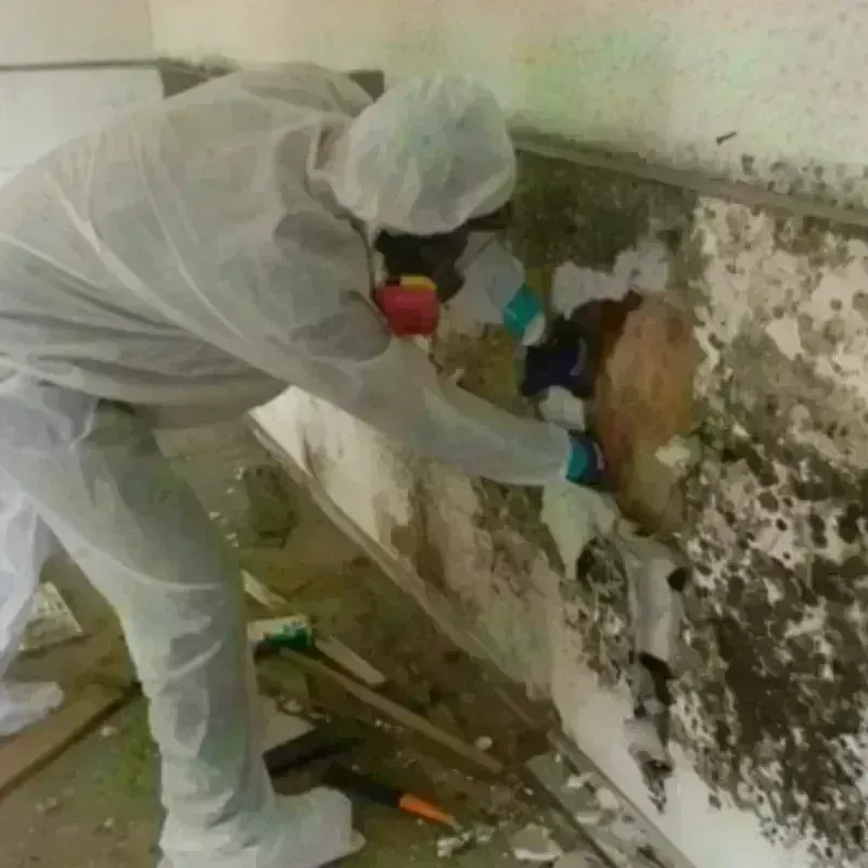 Mold Remediation and Removal in Shannon, MS